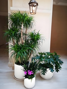 慈溪花木租摆专业